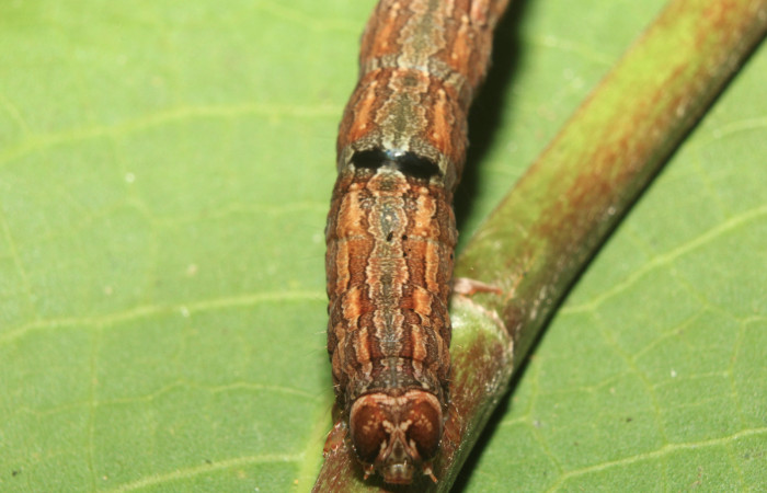 Figura 12. Larva <i>Athyrma ganglio</i> (Erebidae), último estadío (U) vista frontal, localidad Sendero Manguera Estación Quica Sector Pitilla ACG (470m). Voucher: 17-SRNP-71447-DHJ738086.jpg.