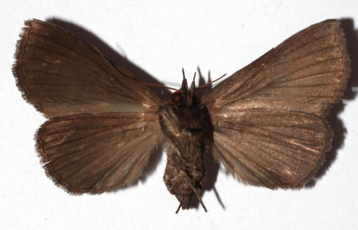 Figura 14. Adulto de <i>Athyrma ganglio</i> (Erebidae), vista ventral, localidad Sendero Manguera Estación Quica Sector Pitilla ACG (470m). Voucher: 17-SRNP-71447-DHJ931885.jpg.