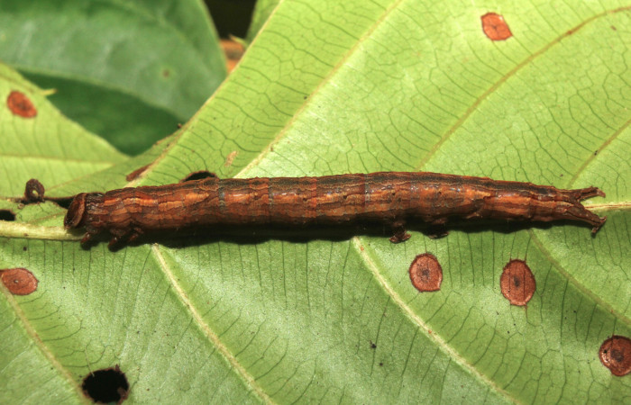 Figura 3. Larva <i>Athyrma adjutrix</i> (Erebidae), último estadío (U) vista dorsal, localidad Sendero Manguera Estación Quica Sector Pitilla ACG (470m). Voucher: 18-SRNP-70403-DHJ741791.jpg.