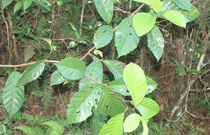 Figura 19. Planta hospedera de <i>Athyrma adjutrix</i> (Erebidae), esta planta se llama <i>Doliocarpus multiflorus</i> (Dilleniaceae), localidad Estación Quica Sector Pitilla ACG (470m), foto: Ricardo Calero 19 Marzo 2020.