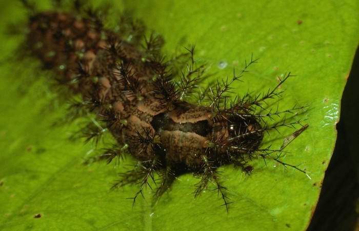 Fig. 4. Dorsal del tórax y sus espinas de <i>Periga costaricana</i>, (Saturniidae). Voucher 02-SRNP-7435.23-DHJ67647.jpg.