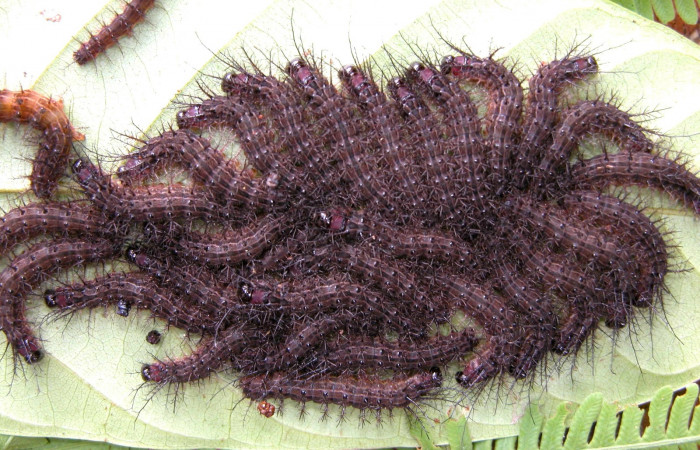 Fig.6 . Grupo de <i>Periga costaricana</i>, (Saturniidae) en estadio intermedio o PPU, sobre una hoja de su planta hospedera. Voucher: 05-SRNP-40548-DHJ406827.jpg.