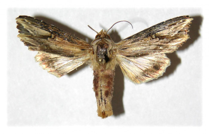 Figura 9. Adulto de <i>Heterodelta nea</i> (Noctuidae), vista dorsal, localidad Anonas  Sector Rincon Rain Forest ACG (405m). Voucher: 05-SRNP-40281-DHJ314908.jpg.