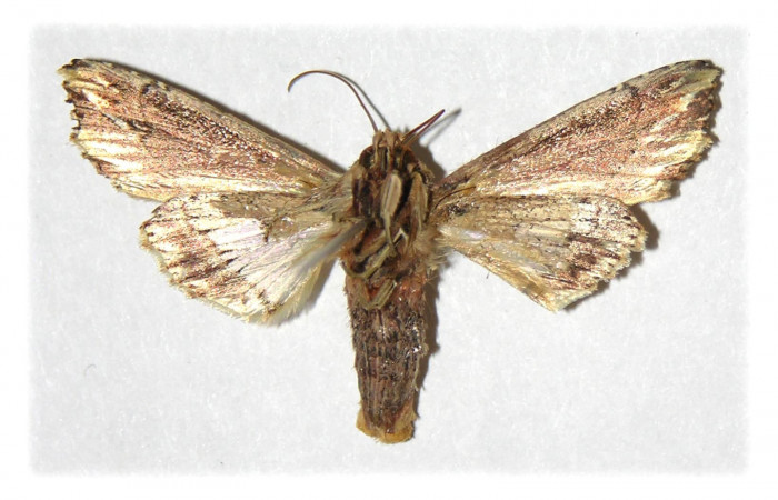 Figura 10. Adulto de <i>Heterodelta nea</i> (Noctuidae), vista ventral, localidad Anonas  Sector Rincon Rain Forest ACG (405m). Voucher: 05-SRNP-40281-DHJ314909.jpg.