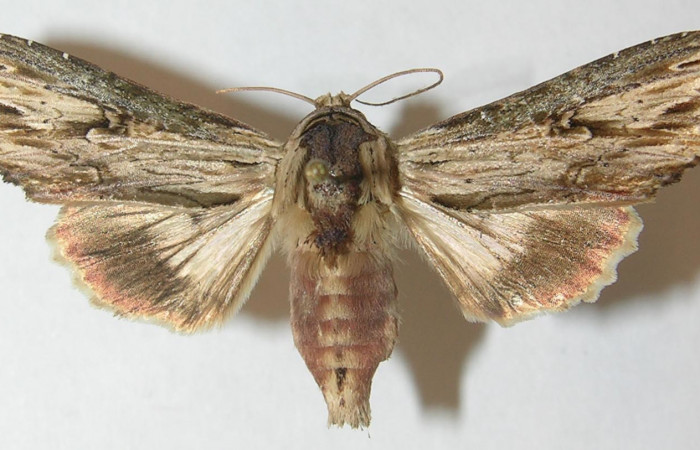 Figura 1. Adulto de <i>Heterodelta nea</i> (Noctuidae), vista dorsal, localidad Estación Llanura Sector Rincon Rain Forest ACG (135m). Voucher: 10-SRNP-75379-DHJ539016.jpg.