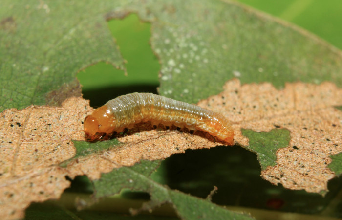 Figura 2. Larva <i>Heterodelta nea</i> (Noctuidae), segunto estadío (ll) vista lateral, localidad Medrano Estación Quica, Sector Pitilla ACG (380m). Voucher: 19-SRNP-70489-DHJ750760.jpg.