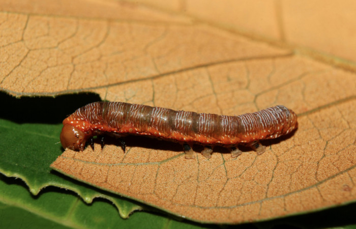 Figura 3. Larva <i>Heterodelta nea</i> (Noctuidae), tercer estadío (PPU) vista lateral, localidad Medrano Estación Quica, Sector Pitilla ACG (380m). Voucher: 19-SRNP-70489-DHJ750766.jpg.