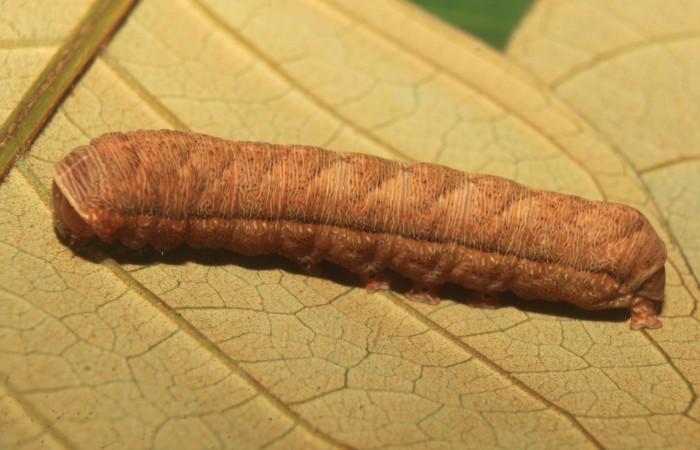 Figura 5. Larva <i>Heterodelta nea</i> (Noctuidae), en último estadío (U), vista lateral, localidad Medrano Estación Quica, Sector Pitilla ACG (380m). Voucher: 20-SRNP-70136-DHJ752541.jpg.