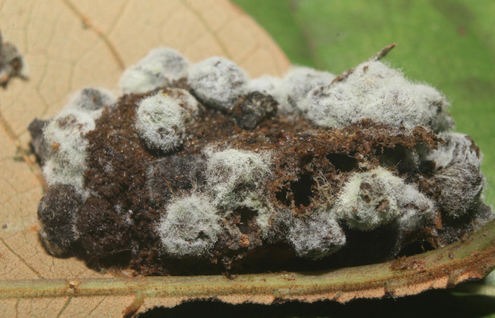 Figura 6. Capullo de <i>Heterodelta nea</i> (Noctuidae), vista lateral, localidad Medrano Estación Quica, Sector Pitilla ACG (380m). Voucher: 20-SRNP-70136-DHJ752543.jpg.