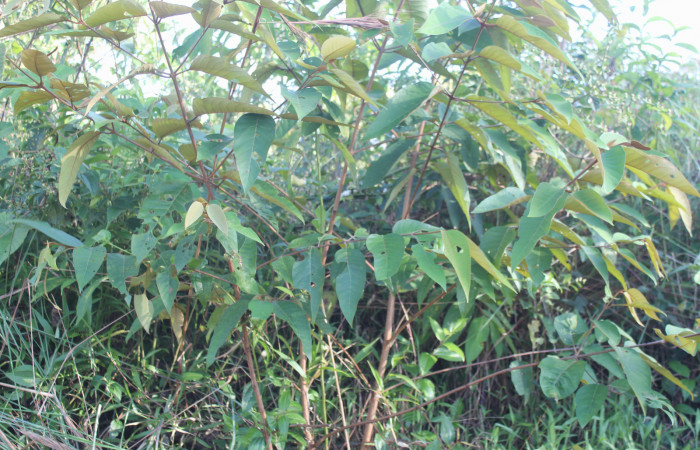 Figura 12. Planta hospedera de <i>Heterodelta nea</i> (Noctuidae), planta llamada <i>Vismia baccifera</i> (Hypericaceae), localidad Medrano Sector Pitilla ACG (380m). Foto: Ricardo Calero, 20 Marzo 2020.