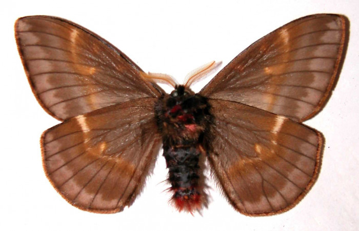 Fig. 13. Macho de <i>Paradirphia winifredae</i> (Saturniidae).  Vista ventral. Voucher: 01-SRNP-7828-DHJ35887.