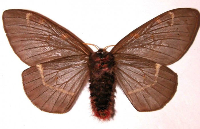 Fig. 15. Hembra de <i>Paradirphia winifredae</i> (Saturniidae).  Vista ventral. Voucher: 01-SRNP-7834-DHJ35884.