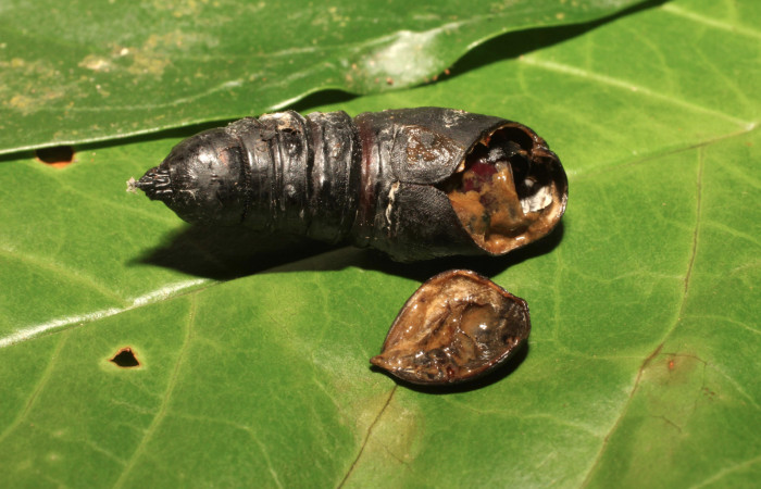 Fig. 10. Detalle de pupa de larva de <i>Paradirphia winifredae</i> (Saturniidae), con pupario parásito de <i>Rhachoepalpus uniformis</i> (Tachinidae), Voucher: 18-SRNP-35772-DHJ769709.