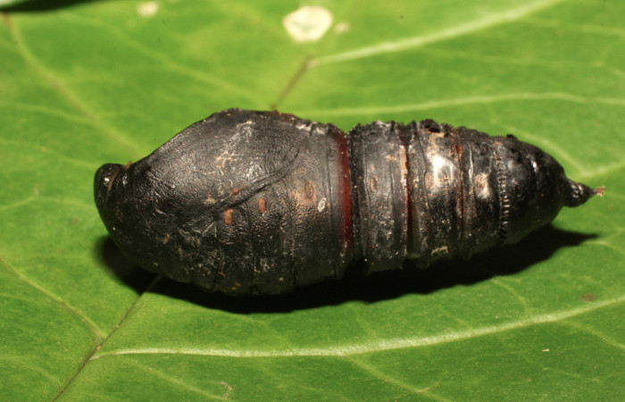 Fig. 9. Pupa de <i>Paradirphia winifredae</i> (Saturniidae). Voucher: 18-SRNP-35772-DHJ769710.