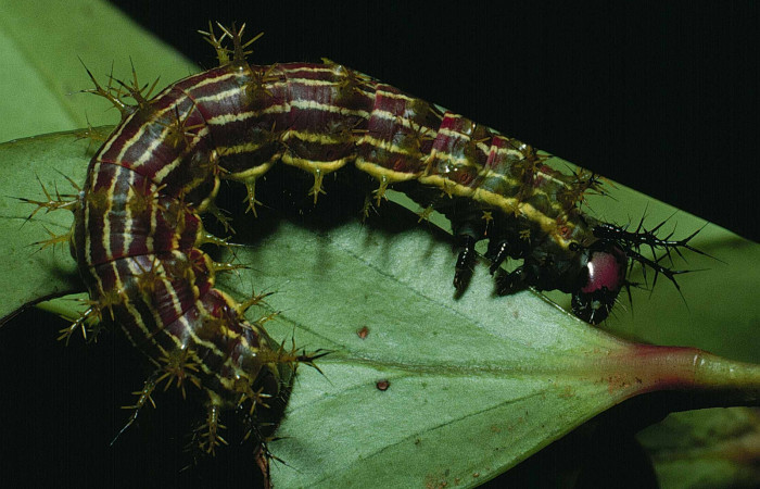 Fig. 1. Larva de <i>Paradirphia winifredae</i> (Saturniidae) comiendo <i>Blakea chlorantha</i> (Melastomataceae). Voucher: 87-SRNP-893-DHJ10174.