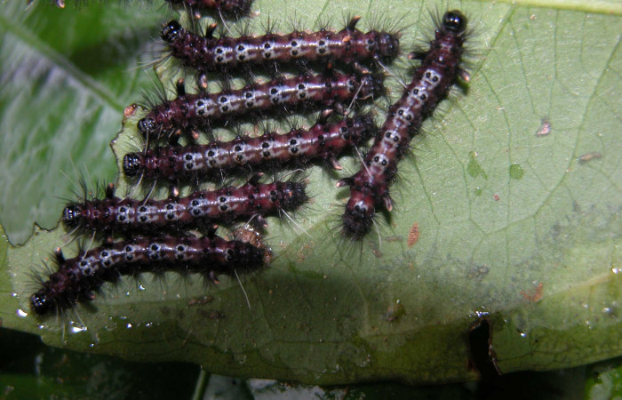 Fig. 9. Detalle grupal, <i>Cosmosoma hercyna</i> (Erebidae). (03-SRNP-21749-DHJ91100)