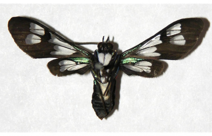 Fig. 15. Detalle ventral adulto macho <i>Cosmosoma orathidia</i> (Erebidae). (04-SRNP-41239-DHJ318427)