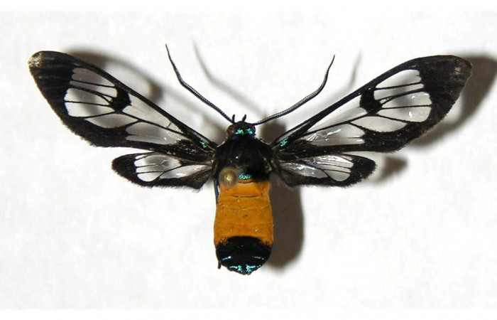 Fig. 12. Detalle dorsal de adulto hembra <i>Cosmosoma orathidia</i> (Erebidae). (05-SRNP-42712-DHJ318374)