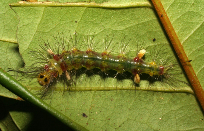 Fig. 3. Detalle dorsal alimentándose, <i>Cosmosoma orathidia</i> (Erebidae). (05-SRNP-43140-DHJ407821).