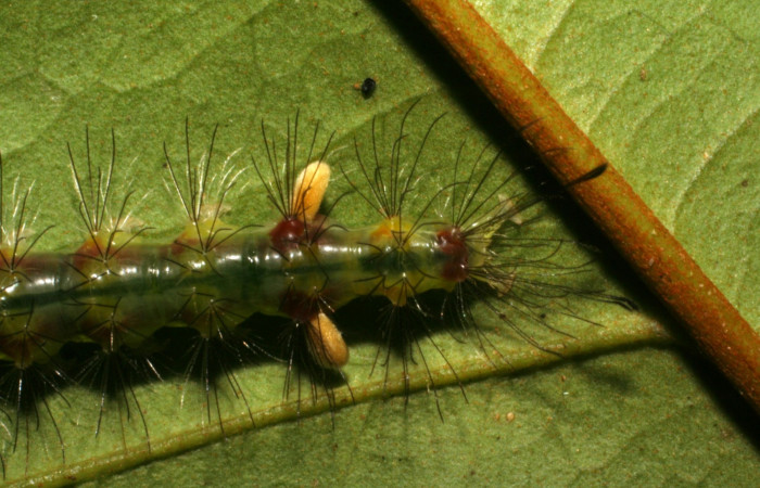 Fig. 4. Detalle de parte trasera <i>Cosmosoma orathidia</i> (Erebidae). (05-SRNP-43140-DHJ407824).