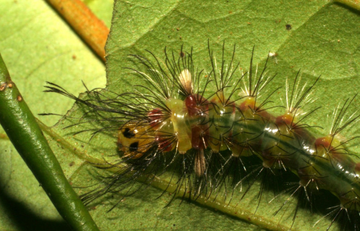 Fig.7. Detalle de dorsal, <i>Cosmosoma orathidia</i> (Erebidae). (05-SRNP-43140-DHJ407826).