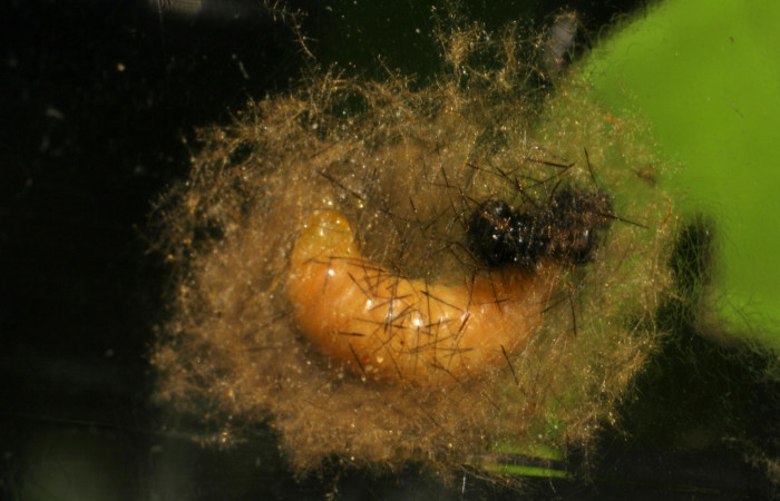 Fig. 16. Detalle de parásito, <i>Zelomorpha</i> Sharkey05 (Erebidae). (06-SRNP-30291-DHJ409846.)