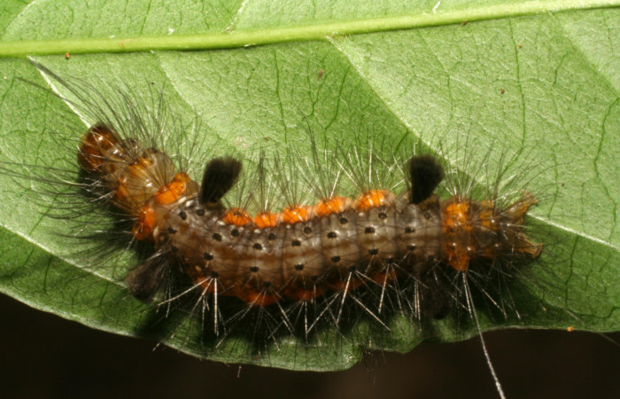 Fig. 10. Detalle dorsal, <i>Cosmosoma cingulatum</i> (Erebidae). (06-SRNP-56857-DHJ415261).