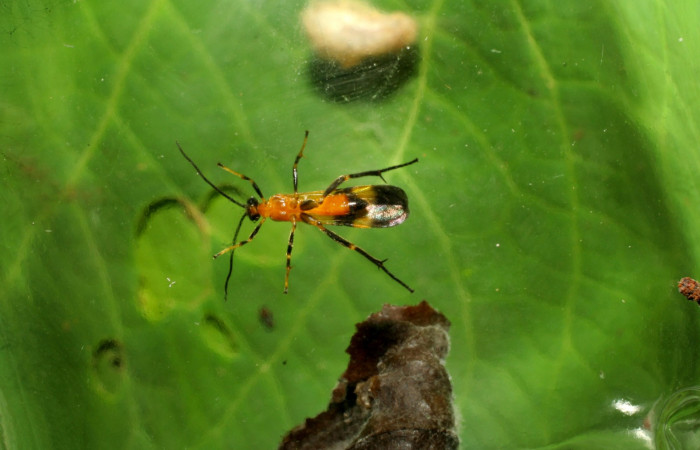 Fig. 17. Detalle de parásito eclosionado <i>Zelomorpha</i> Sharkey05 (Erebidae). (07-SRNP-31153-DHJ426776.jpg)