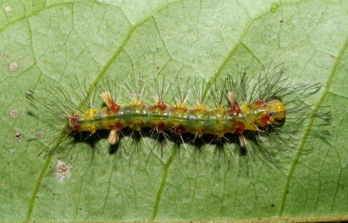 Fig. 1. Detalle dorsal entero, <i>Cosmosoma orathidia</i>(Erebidae) . (08-SRNP-41171-DHJ442415).