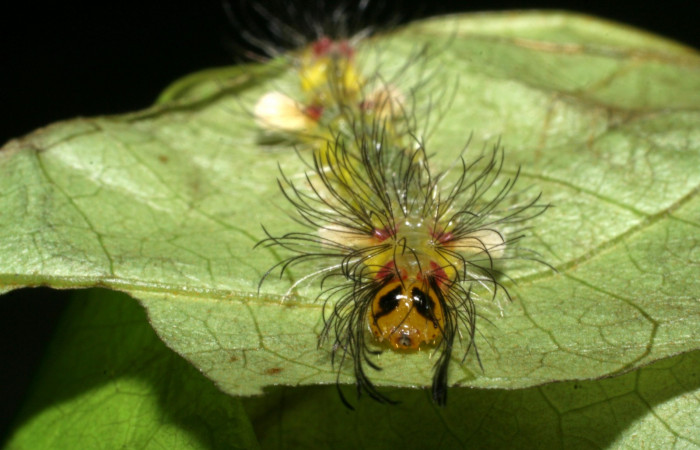 Fig. 5. Detalle de cabeza <i>Cosmosoma orathidia</i> (Erebidae). (08-SRNP-41557-DHJ442623).