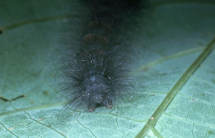 Figura 6. Larva <i>Ephoria lybia</i> (Apatelodidae). Posición cabeza en la hoja de la planta de <i>Gmelina arborea</i> (introducido) (Lamiaceae). San Cristóbal. 04-SRNP-2861-DHJ84397.jpg.     