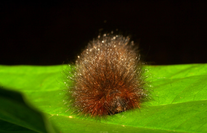 Figura 20. Larva <i>Ephoria</i> lybiaDHJ03 (Apatelodidae). Posición cabeza en la hoja de la planta de <i>Xylophragma seemannianum</i> (Bignoniaceae). Sector Santa Rosa. 06-SRNP-21582-DHJ411922.jpg.