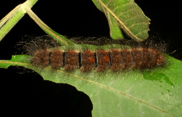 Figura 9. Larva <i>Ephoria lybia</i> (Apatelodidae). Posición dorsal entero en la hoja de la planta de <i>Handroanthus ochraceus</i> (Bignoniaceae). Sector Santa Rosa. 06-SRNP-45748-DHJ414904.jpg.        