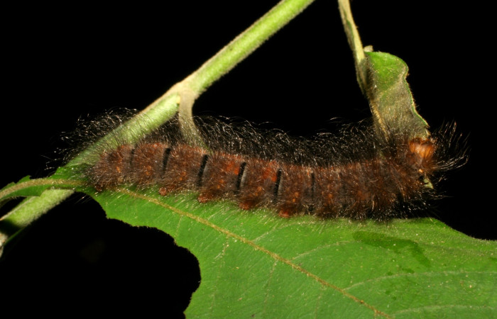 Figura 10. Larva <i>Ephoria lybia</i> (Apatelodidae). Posición lateral entero en la hoja de la planta de <i>Aphelandra scabra</i> (Acanthaceae). Gongora. 06-SRNP-45748-DHJ414905.jpg.     