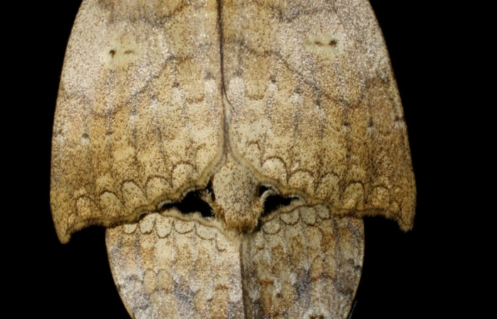 Figura 18. Adulto <i>Ephoria lybia</i> (Apatelodidae), Sector Santa Rosa. 08-SRNP-75005-DHJ447605.jpg.     