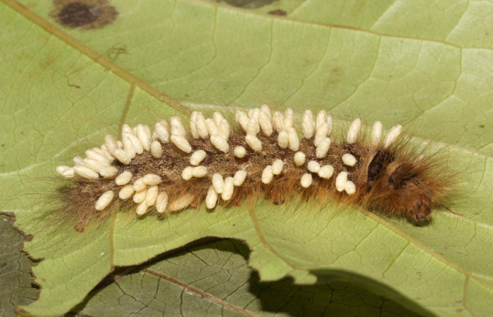 Figura 17. Parásito (Braconidae) de la larva <i>Ephoria lybia</i> (Apatelodidae), en <i>Lundia puberula</i> (Bignoniaceae). Estación Pitilla.17-SRNP-31712-DHJ739560.jpg.     