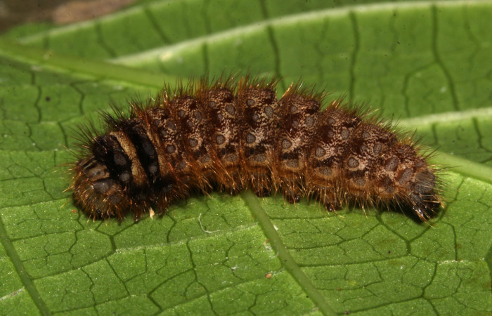 Figura13. Prepupa <i>Ephoria lybia</i> (Apatelodidae). Posición lateral entero. 19-SRNP-31077-DHJ765672.jpg.      