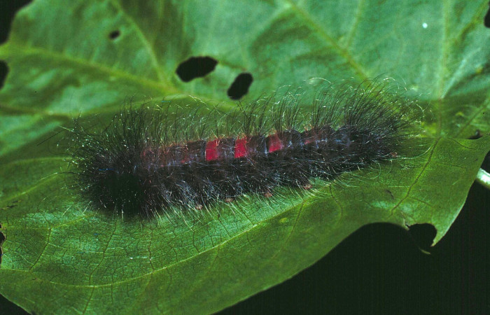 Figura 7. Larva <i>Ephoria lybia</i> (Apatelodidae). Posición dorsal entero en la hoja de la planta de <i>Cydista diversifolia</i> (Bignoniaceae). Sector Santa Rosa. 81-SRNP-144-DHJ2068.jpg.