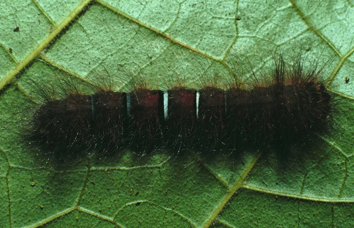 Figura11. Larva <i>Ephoria lybia</i> (Apatelodidae). Posición dorsal entero en la hoja de la planta de <i>Callichlamys latifolia</i> (Bignoniaceae). Sector Santa Rosa. 90-SRNP-1252-DHJ12814.jpg.