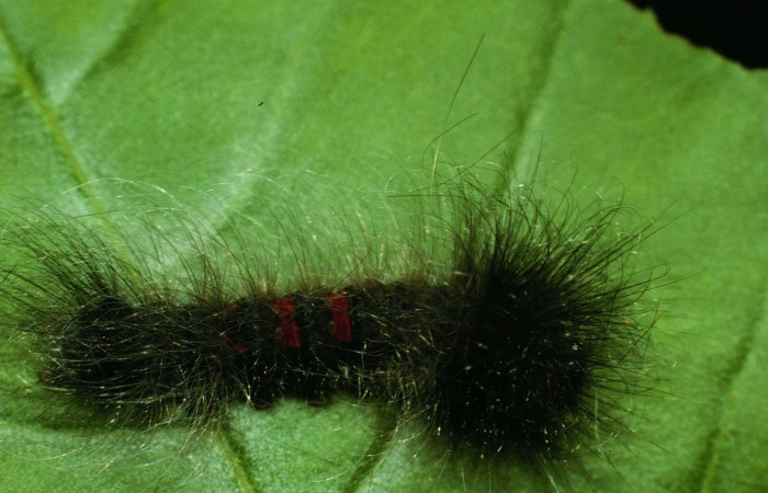 Figura 2. Larva <i>Ephoria lybia</i> (Apatelodidae). Posición dorsal entero en la hoja de la planta de <i>Tabebuia rosea</i> (Bignoniaceae). Sector Santa Rosa. 96-SRNP-6949-DHJ27997.jpg.