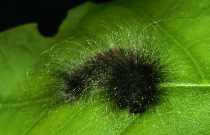 Figura 3. Larva <i>Ephoria lybia</i> (Apatelodidae). Posición cabeza en la hoja de la planta de <i>Tabebuia rosea</i> (Bignoniaceae). Sector Santa Rosa. 96-SRNP-6949-DHJ28003.jpg.