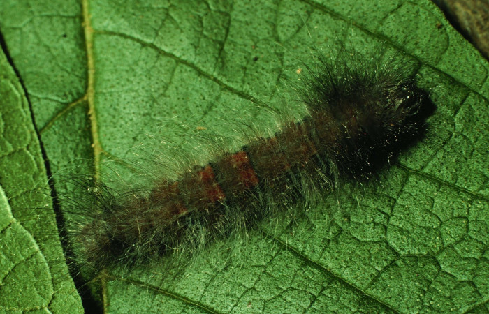 Figura 8. Larva <i>Ephoria lybia</i> (Apatelodidae). Posición dorsal entero en la hoja de la planta de <i>Handroanthus ochraceus</i> (Bignoniaceae). Sector Santa Rosa. 97-SRNP-3327-DHJ42219.jpg.     