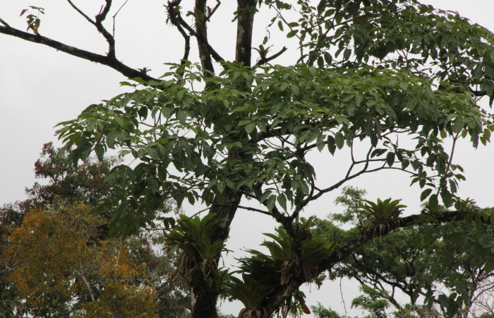 Figura 21. Planta <i>Tabebuia rosea</i> (Bignoniaceae), hospedera de la larva <i>Ephoria lybia</i> (Apatelodidae). Estación Biológica Wege. Foto. Angel Hernández.     