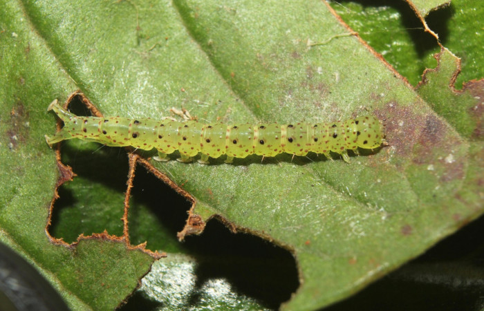 Fig.1 Larva <i>Antiblemma</i> Poole26  en último estadío mostrando la parte dorsal. Voucher: 17-SRNP-72637-DHJ738984.jpg