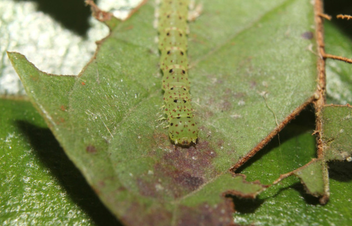 Fig.4 Larva <i>Antiblemma</i> Poole26 en penúltimo estadío mostrando la parte frontal mostrando puntos rojizos. Voucher: 17-SRNP-72637-DHJ738985.jpg