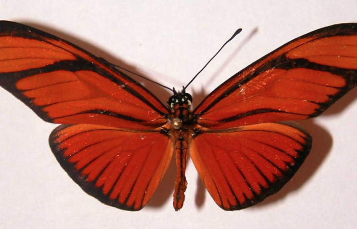 Figura 1. Vista dorsal <i>Eueides aliphera</i> (Nymphalidae), envergadura alar 60 mm. Voucher: 02-SRNP-27870-DHJ34744.jpg. 