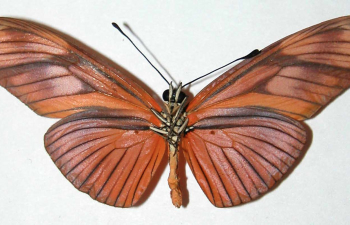 Figura 2. Vista ventral <i>Eueides aliphera</i> (Nymphalidae). Envergadura alar 60 mm. Voucher: 02-SRNP-27870-DHJ34745.jpg.