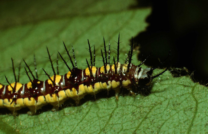 Figura 6. Larva de <i>Eueides aliphera</i> (Nymphalidae). Cabeza lateral, último estadío, 22 mm. Foto 21/Agosto/2002. Voucher: 02-SRNP-28548-DHJ69422.jpg.