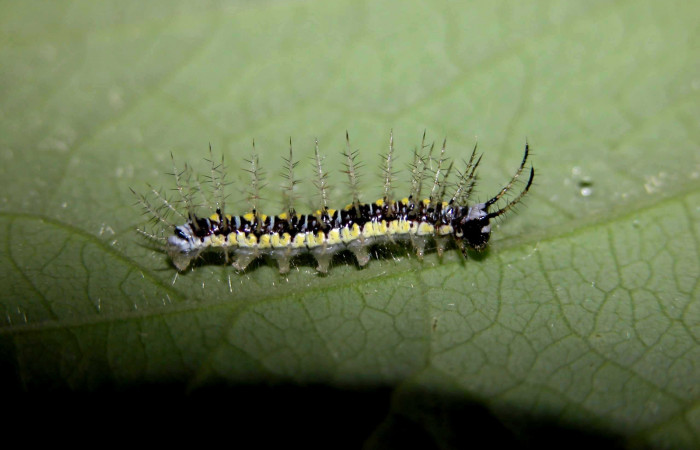 Figura 11. Larva de <i>Eueides</i> alipheraDHJ02 (Nymphalidae). Vista lateral, penúltimo estadío, 20 mm. Foto 17/junio/2003. Voucher: 03-SRNP-15663-DHJ400951.jpg.