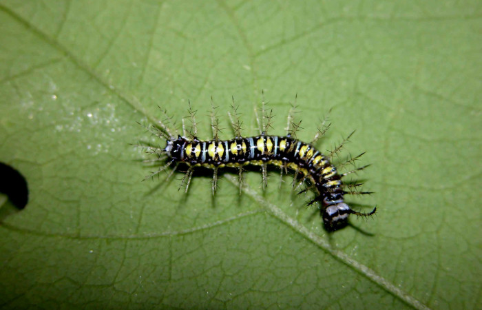 Figura 12. Larva de <i>Eueides</i> alipheraDHJ02 (Nymphalidae). Vista dorsal, penúltimo estadío, 20 mm. Foto 17/junio/2003. Voucher: 03-SRNP-15663-DHJ400952.jpg.